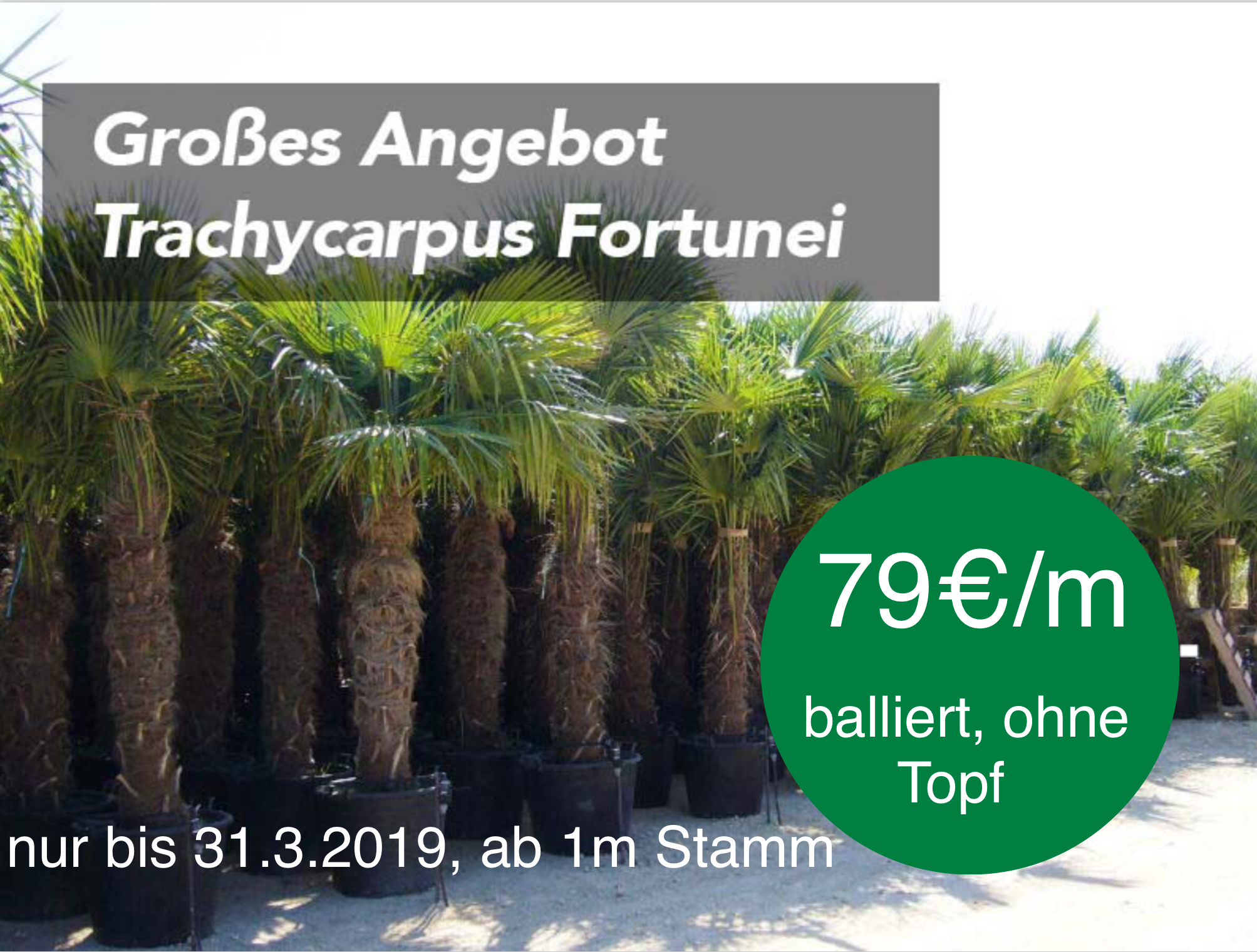 Angbeot Trachycarpus fortunei, balliert